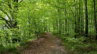 Les ventes sur le marché des forêts ont augmenté l'année dernière en France