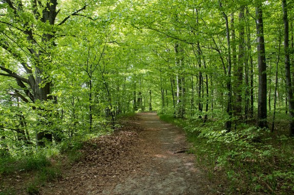 Les ventes sur le marché des forêts ont augmenté l'année dernière en France