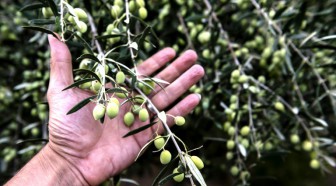 A Chypre, des agriculteurs craignent pour leur survie en cas de Brexit sans accord