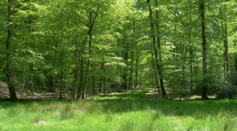 Epargne : le livret Arbre, pour protéger ses finances et l'environnement