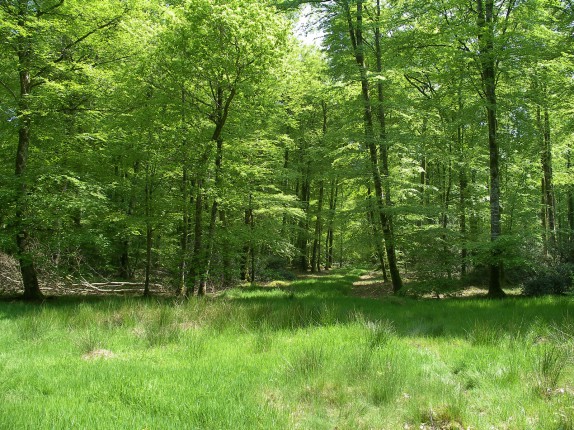 Epargne : le livret Arbre, pour protéger ses finances et l'environnement