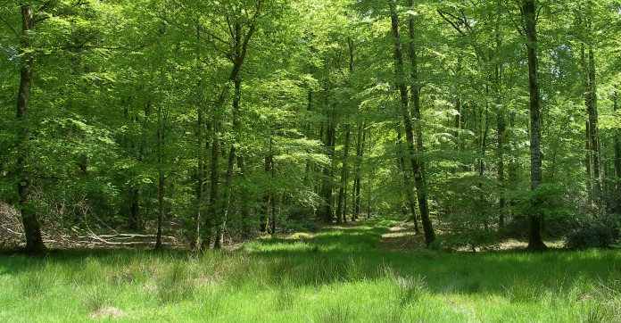 Epargne : le livret Arbre, pour protéger ses finances et l'environnement