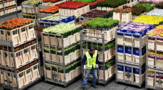 Les fleurs néerlandaises décrépissent face au Brexit
