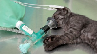 L'assurance chien et chat allège la facture des maîtres