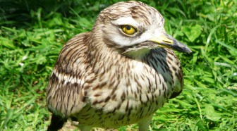 Immobilier : un programme de construction gelé par... un couple d'oiseau