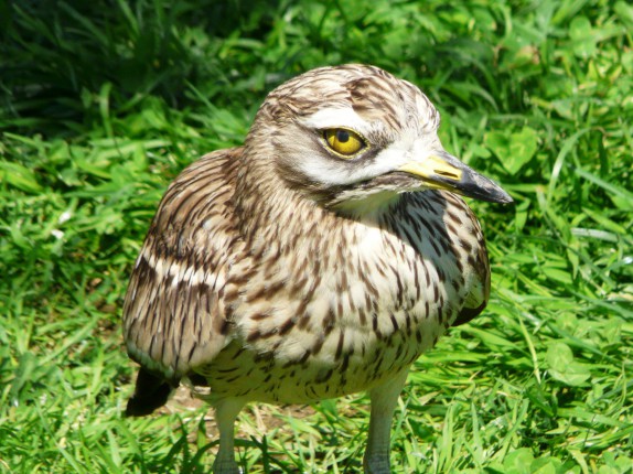 Immobilier : un programme de construction gelé par... un couple d'oiseau