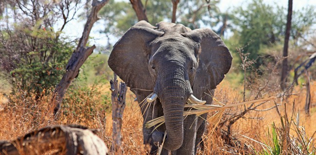 Assurance de prêt immobilier chasse - safari