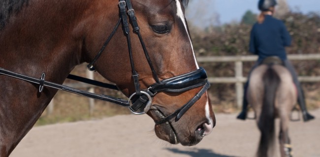 Assurance de prêt immobilier équitation