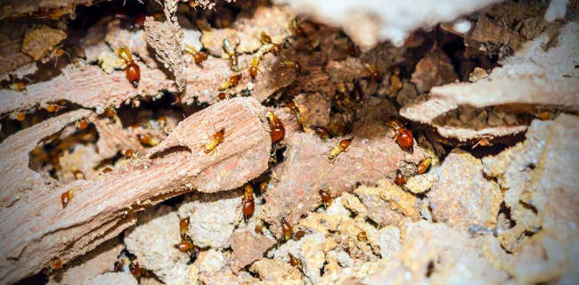 Le diagnostic termites : un contrôle obligatoire dans certaines zones